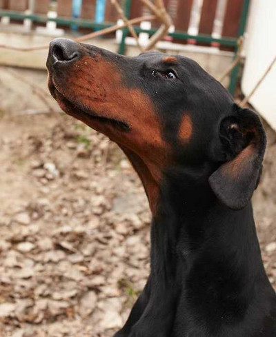 Dobermannrüde GUCCI