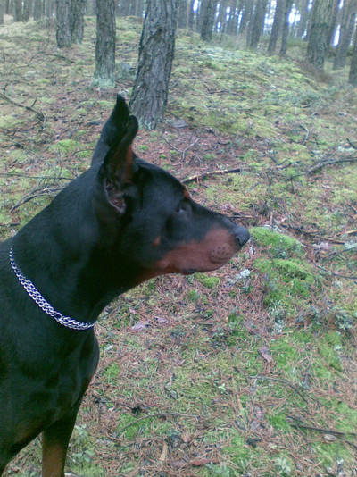 Dobermannrüde Pascal