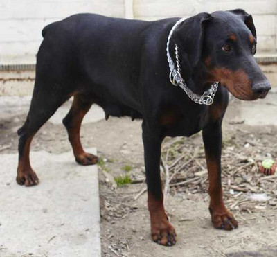 Dobermannhündin Jenny