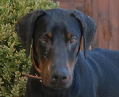 Dobermannrüde Joker