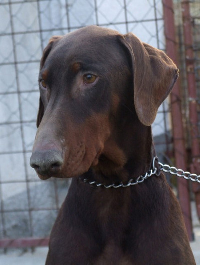 Dobermannhündin Donna