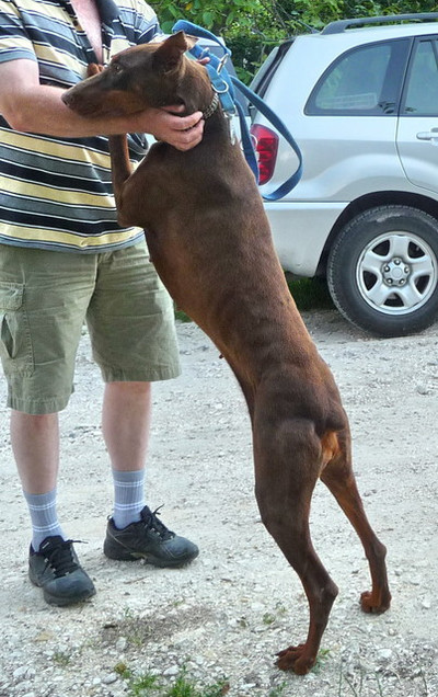 Dobermannhündin Deborah