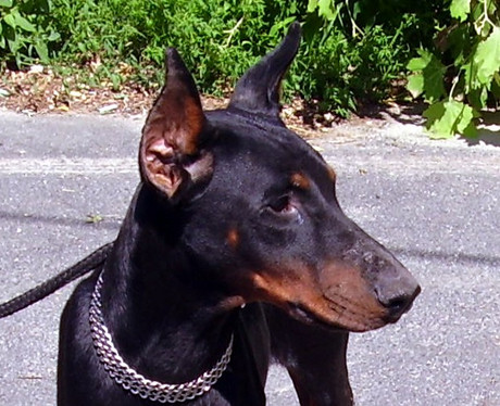 Dobermannrüde Kenzo