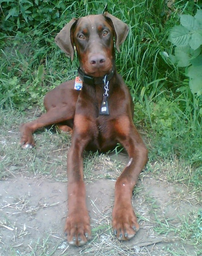 Dobermannrüde Paddington