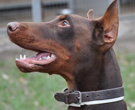 Dobermannrüde Aris