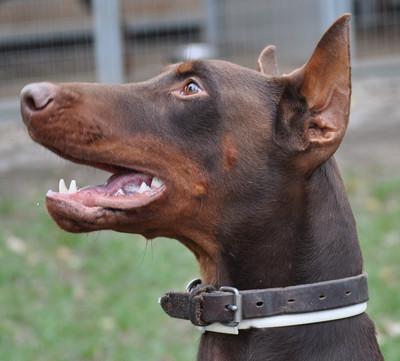 Dobermannrüde Aris