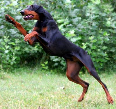 Dobermann-Rüde Morpheus