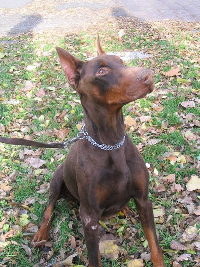 Cézar