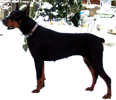 Dobermannhündin Betty