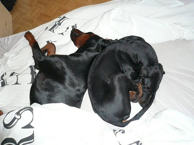 Dobermannrüde Omar/Fumé