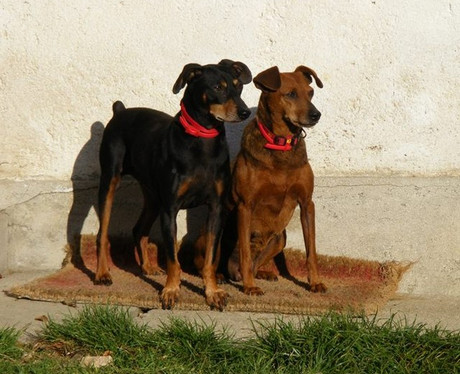 Pinscher/Zwergpinscher Cindy & Bert