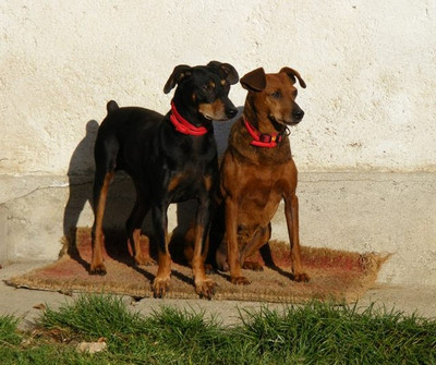 Pinscher/Zwergpinscher Cindy & Bert