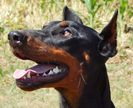 Dobermannhündin BRENDA