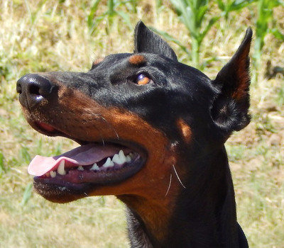 Dobermannhündin BRENDA