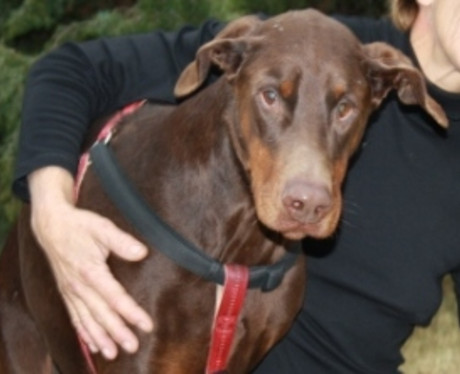 Dobermannrüde Quintus