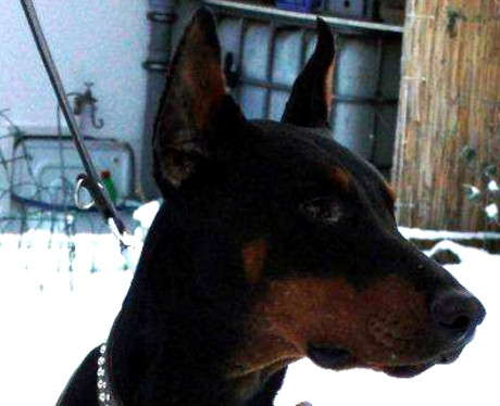 Dobermannhündin Betty