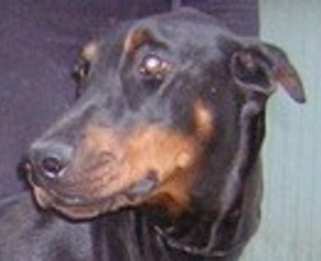 Dobermannhündin Myra