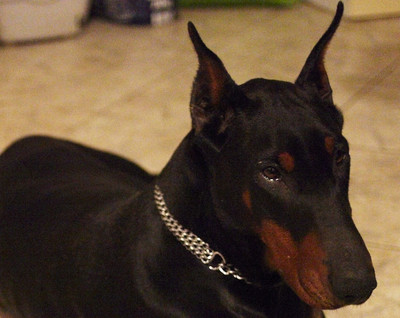 Dobermannhündin Gloria