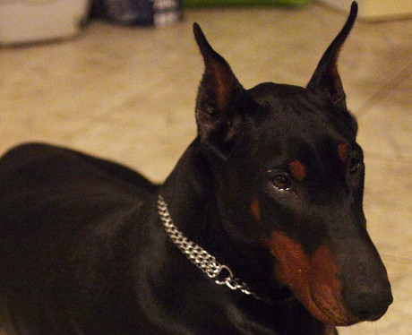 Dobermannhündin Gloria