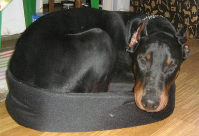 Dobermannrüde Oscar