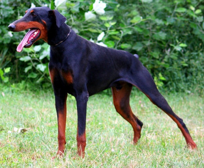 Dobermann-Rüde Morpheus