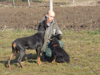[Translate to Ungarisch:] Dobermannhündin Greta