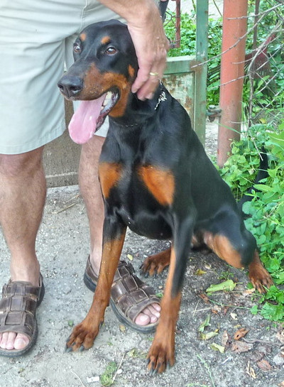 Dobermannhündin Masni