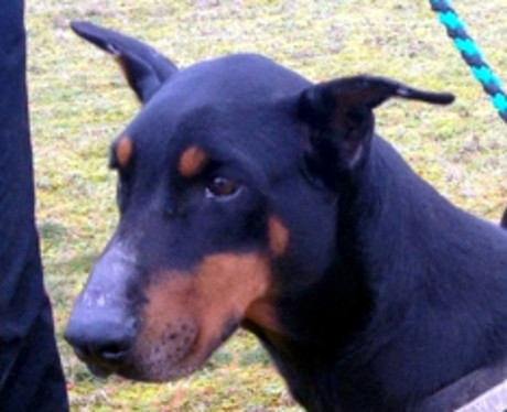 Dobermannhündin Ronja