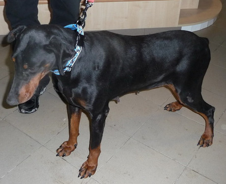 Dobermannhündin Trudi