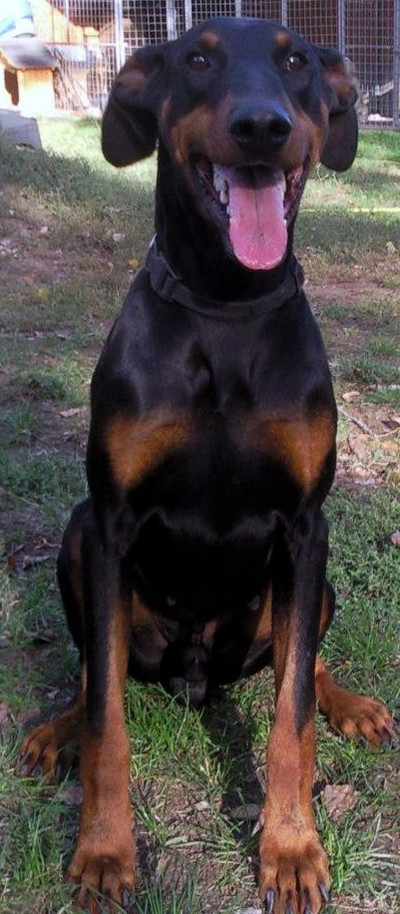 Dobermannrüde SERGIO