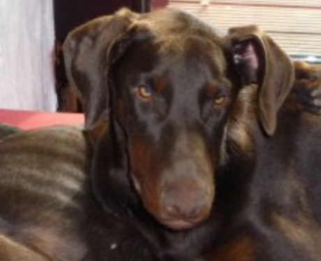 Dobermannrüde Rio