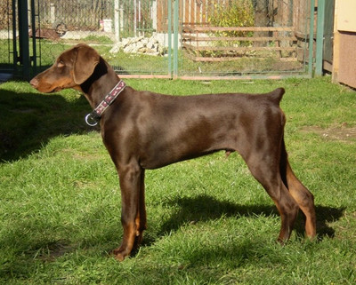 Dobermannrüde Falco