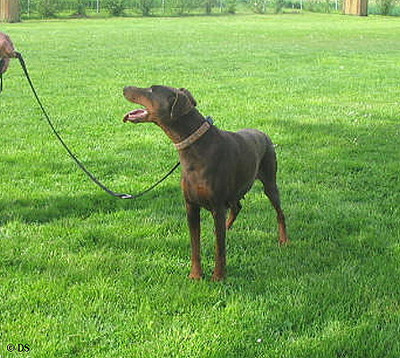 Dobermannhündin Gina