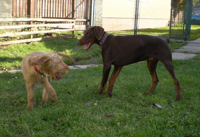 Dobermannrüde Falco