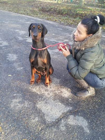 Dobermannhündin Sissy