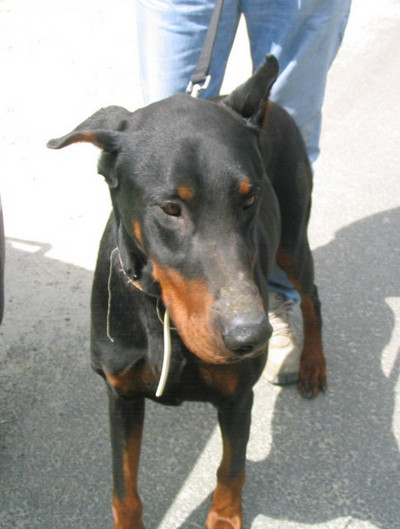 Dobermannrüde Zeus