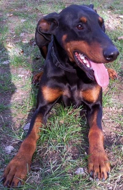 Dobermannrüde SERGIO