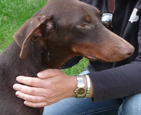 Dobermannrüde Clyde