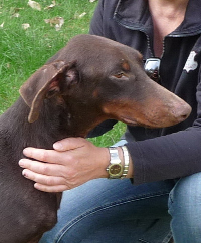 Dobermannrüde Clyde