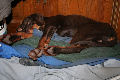 Dobermannrüde Marco