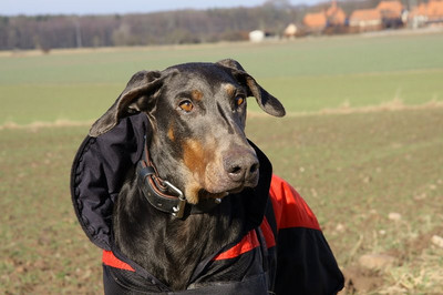 Dobermannhündin Lotti