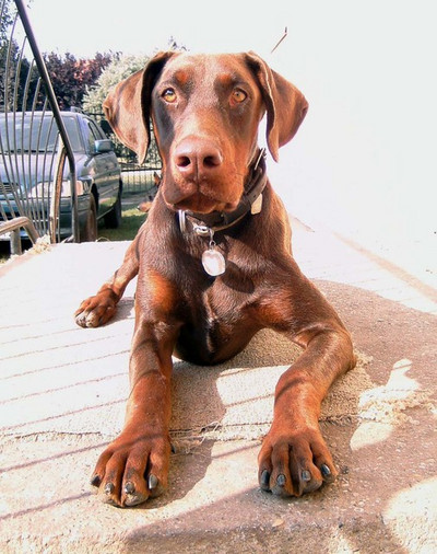 Dobermannrüde Paddington