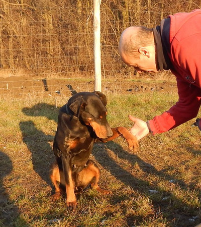 [Translate to Ungarisch:] Dobermannhündin Greta
