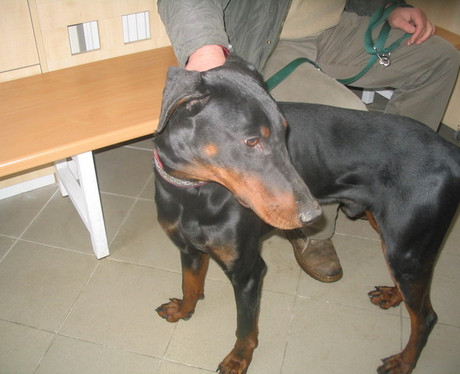 Dobermannrüde Odin