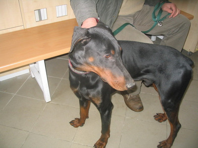 Dobermannrüde Odin