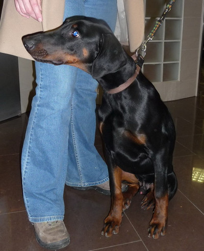 Dobermannrüde Elvis