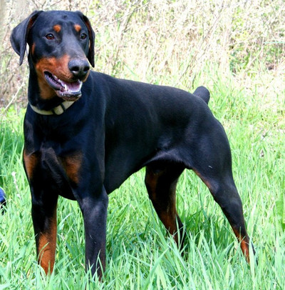 Dobermannrüde OSKAR