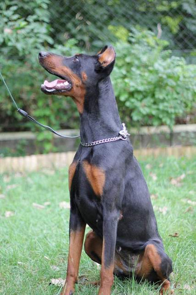 Dobermannhündin Masni