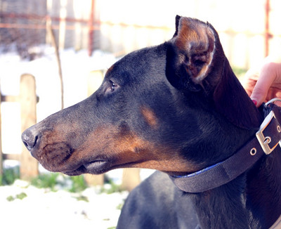 Dobermannrüde Bertie