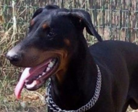 Dobermannrüde ELMO